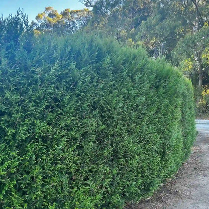 Western Red Cedar (Thuja plicata ‘Fastigiata’) evergreen screening conifer with upright growth, dense rich green foliage ideal for hedging and privacy planting.