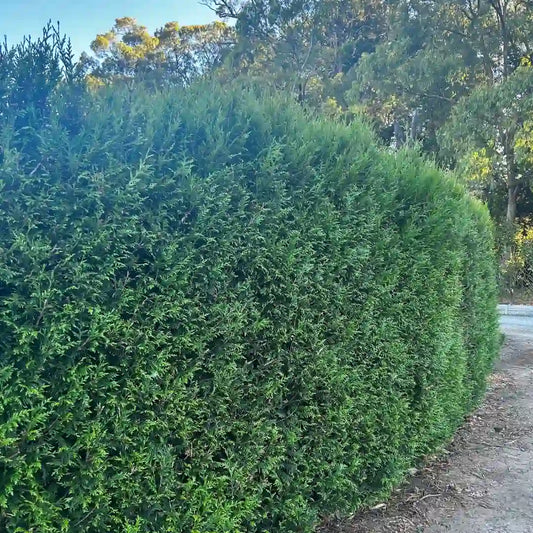 Western Red Cedar (Thuja plicata ‘Fastigiata’) evergreen screening conifer with upright growth, dense rich green foliage ideal for hedging and privacy planting.