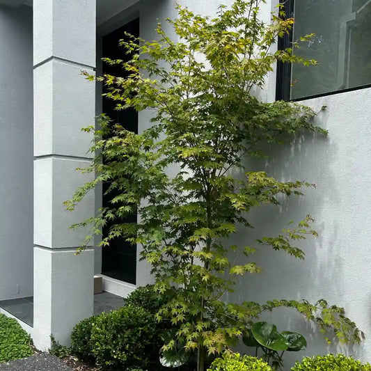 Acer palmatum Upright Green Japanese Maple with fresh green foliage, elegant deciduous feature tree for gardens.