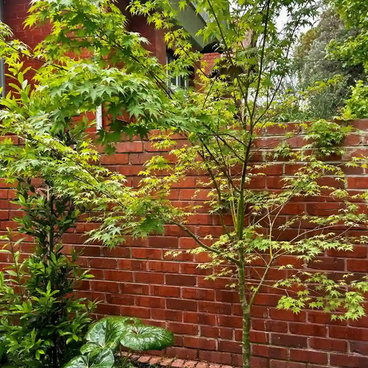 Acer palmatum Upright Green Japanese Maple with fresh green foliage, elegant deciduous feature tree for gardens.