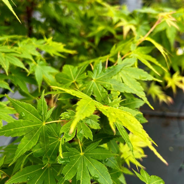 Senkaki Japanese Maple (Acer palmatum) – compact ornamental tree with rich crimson leaves and graceful form, perfect for pots or landscape features.