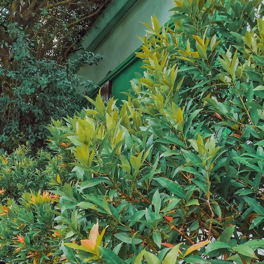 Acmena smithii Lilly Pilly – hardy evergreen Australian native ideal for dense privacy screening and hedging