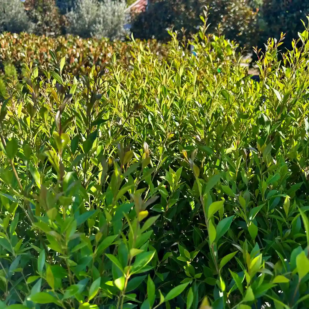Minor Lilly Pilly (Acmena smithii var. minor) Australian native evergreen screening hedge with dense glossy foliage, compact growth and ideal for privacy planting.