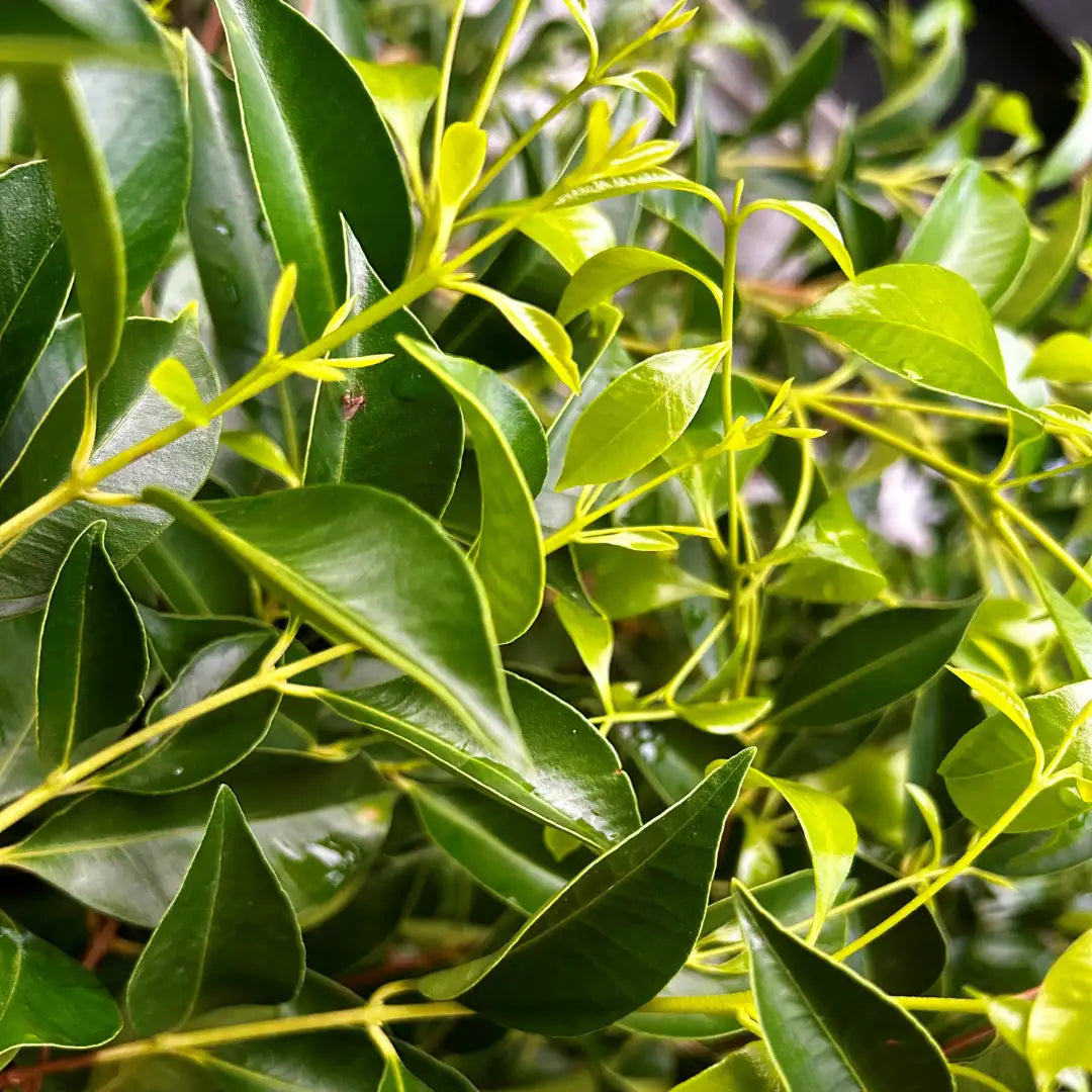 Acmena Sublime lilly pilly ideal for evergreen screening and hedging in Melbourne gardens. Glossy foliage, tidy growth, reliable privacy option.