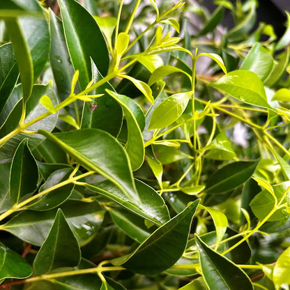 Acmena Sublime lilly pilly ideal for evergreen screening and hedging in Melbourne gardens. Glossy foliage, tidy growth, reliable privacy option.