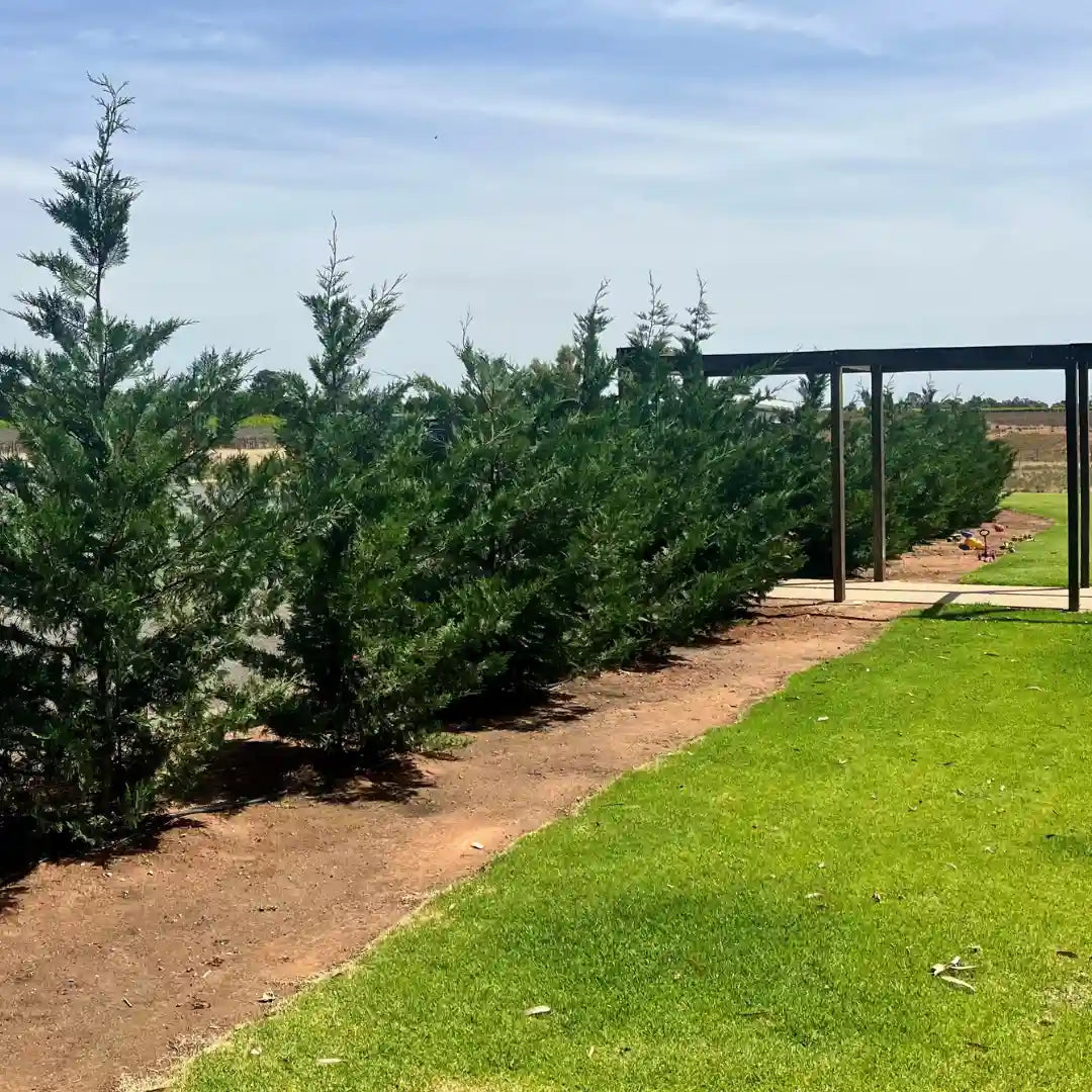 Fast growing screening and windbreaking bettergreen cypress madeline, canker resilience form of Leighton green. 