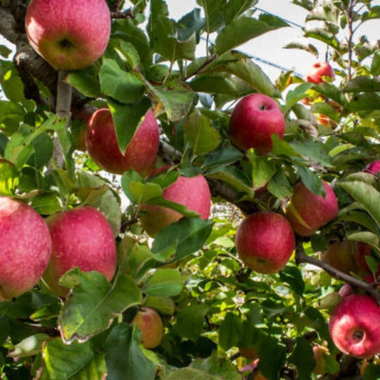 Espalier Apple Double Planted