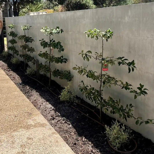 Espaliered cordon apple or pear tree with neatly trained vertical branches for small gardens and courtyards.