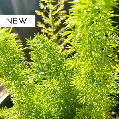 Close-up of Asparagus Fern (Asparagus meyeri) showing dense, upright lime-green foliage, ideal for structured planting, borders, and low-maintenance garden design.