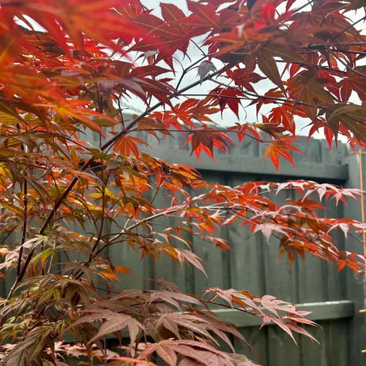 Japanese Maple Acer palmatum atropurpureum – upright feature tree with deep red foliage, ideal for small gardens and courtyards.