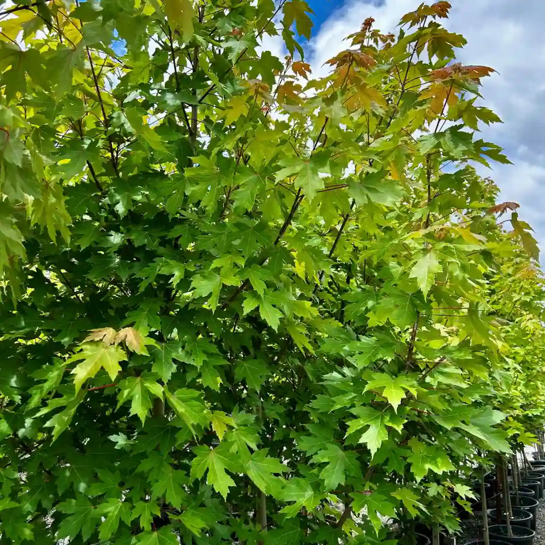 Acer × freemanii Autumn Blaze maple tree with vibrant autumn foliage, hardy feature tree for Australian gardens.