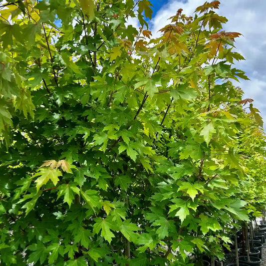 Acer × freemanii Autumn Blaze maple tree with vibrant autumn foliage, hardy feature tree for Australian gardens.
