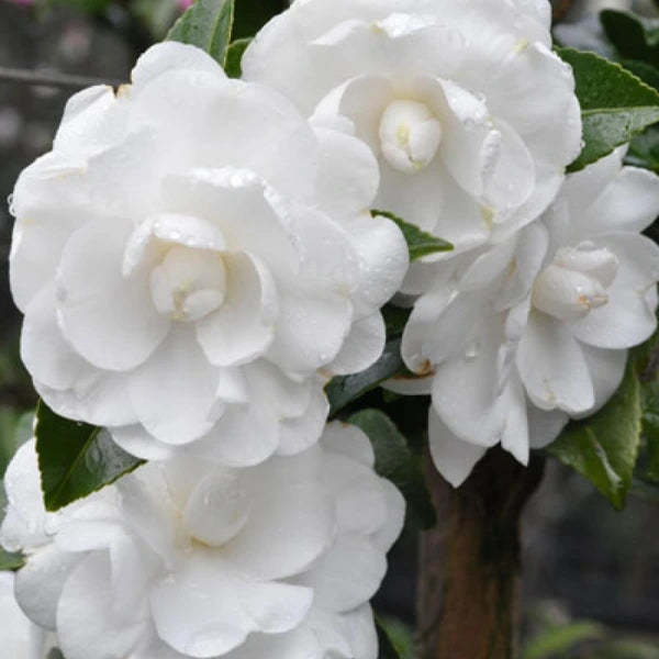 Camellia Sasanqua Avalanche Slimline