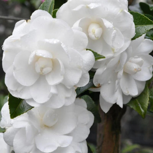Camellia Sasanqua Avalanche Slimline