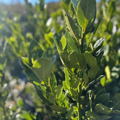 Bay Tree