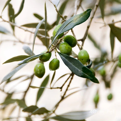 Olive Bambalina