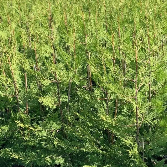 BetterGreen Cypress 'Madeline'