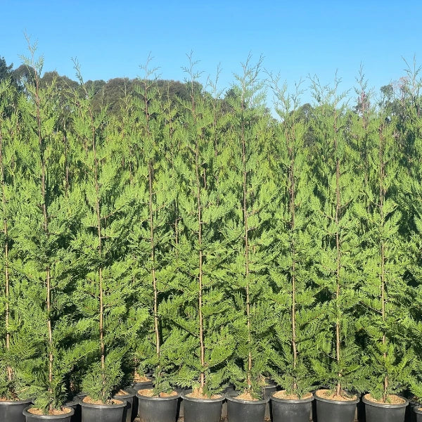 BetterGreen Cypress ‘Madeline’ (X Cupressocyparis leylandii ‘Madeline’) – Young fast‑growing evergreen screening conifers planted closely in a row, showcasing dense dark green foliage for privacy screening