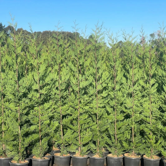 BetterGreen Cypress ‘Madeline’ (X Cupressocyparis leylandii ‘Madeline’) – Young fast‑growing evergreen screening conifers planted closely in a row, showcasing dense dark green foliage for privacy screening