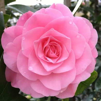 Camellia Japonica Betty Ridley