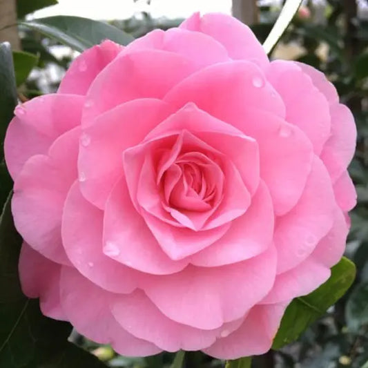 Camellia Japonica Betty Ridley