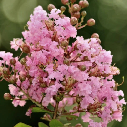 Biloxi Crepe Myrtle
