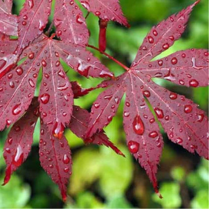 Acer Palmatum Bloodgood