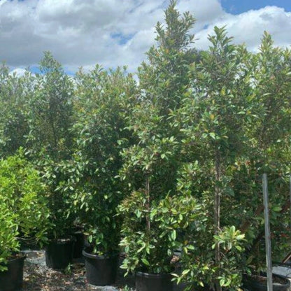 Blueberry Ash (Elaeocarpus reticulatus) – elegant native evergreen with fine foliage, pink fringed flowers, and blue berries, ideal for screening or feature planting.