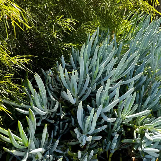 Senecio serpens Blue Chalksticks are an ideal choice for adding texture to organic and coastal gardens. Perfect for underplanting, sprawling rock walls and cascading over garden beds. contrasting silvery blue foliage adds great contrast to garden designs. 