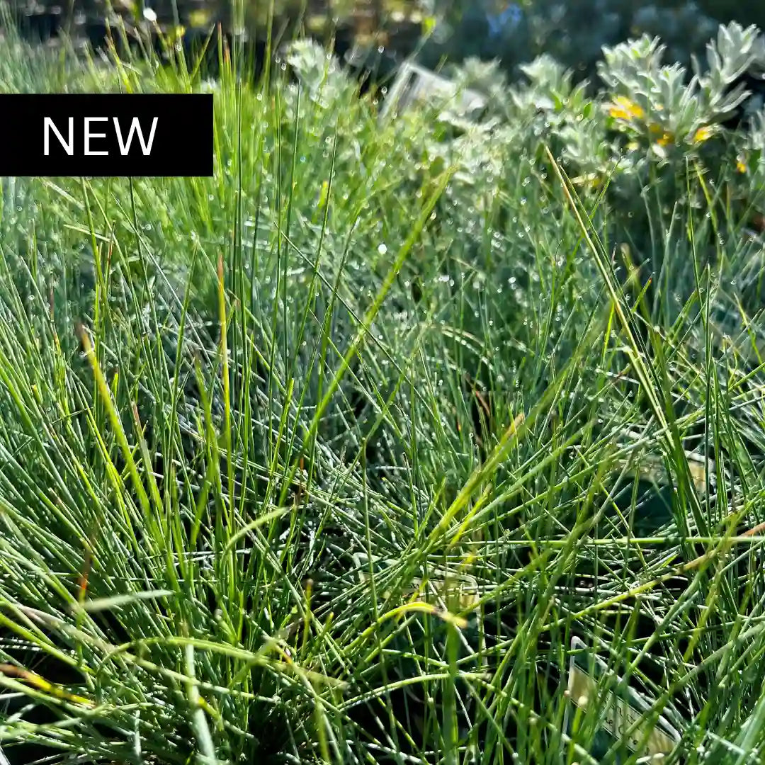 Blue Fescue Festuca glauca hardy compact grass with silvery blue foliage, perfect for edging, mass planting and sunny gardens.