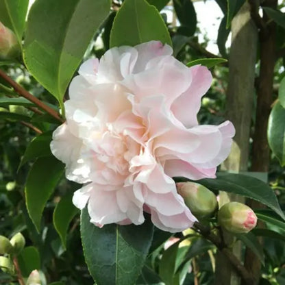 Camellia Japonica Buttons 'N Bow