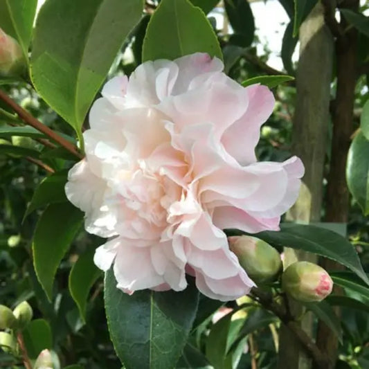 Camellia Japonica Buttons 'N Bow