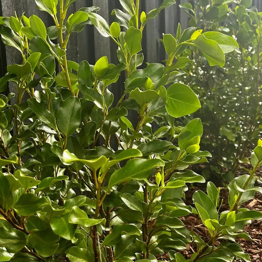 Griselinia littoralis ‘Broadway Mint’ – evergreen hedge plant with bright green glossy foliage, hardy and fast growing for privacy screening.