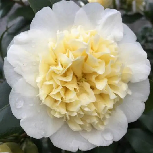 Camellia Japonica Brushfields Yellow