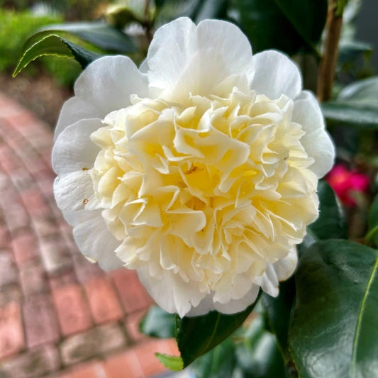 Camellia Japonica Brushfields yellow, a classic formal camellia with winter blooms in layers of creamy butter yellow. Ideal for feature planter pots and evergreen screening hedges. Loves the shade or semi shade locations in the garden. 
