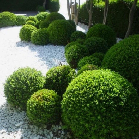English Box Topiary Ball