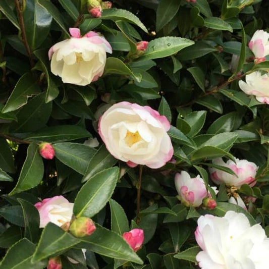 Espalier Camellia Sasanqua