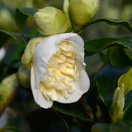 Camellia japonica ‘Brushfields Yellow’ – evergreen shrub with glossy dark green foliage and creamy white to soft yellow double flowers, perfect for shaded gardens or feature planting.