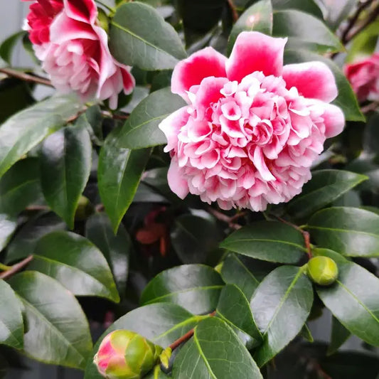 Camellia japonica ‘Volunteer’ – evergreen shrub with glossy green leaves and large pink-red double blooms, ideal for garden borders or feature planting.