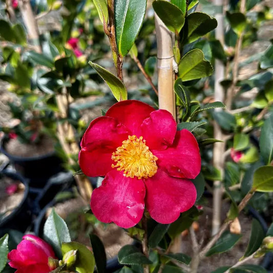 Camellia sasanqua ‘Yuletide’ evergreen camellia shrub with glossy green foliage and striking red flowers with golden centres, ideal for hedging or pots.