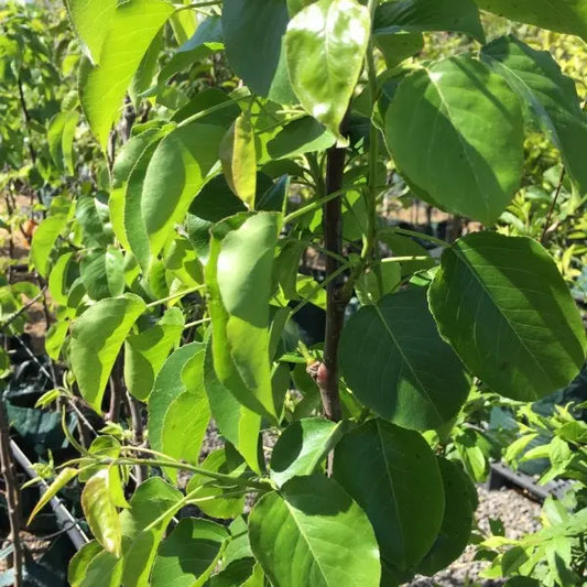 Capital Pear
