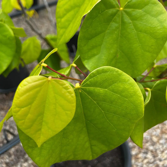 Cercis Avondale, lime green heart shaped leaves, smaller growing specimen tree for planter pots and courtyard gardens. 