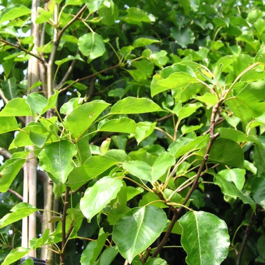 Chanticleer Pear