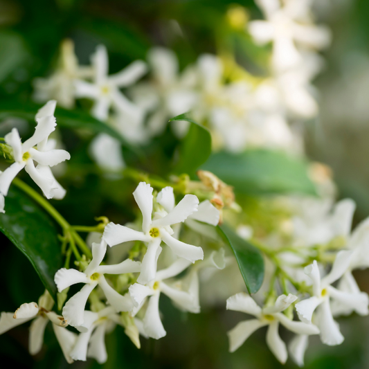 Trachelospermum jasminoides (Chinese Star Jasmine), evergreen climber with glossy green leaves and fragrant white star-shaped flowers, ideal for screening or groundcover.