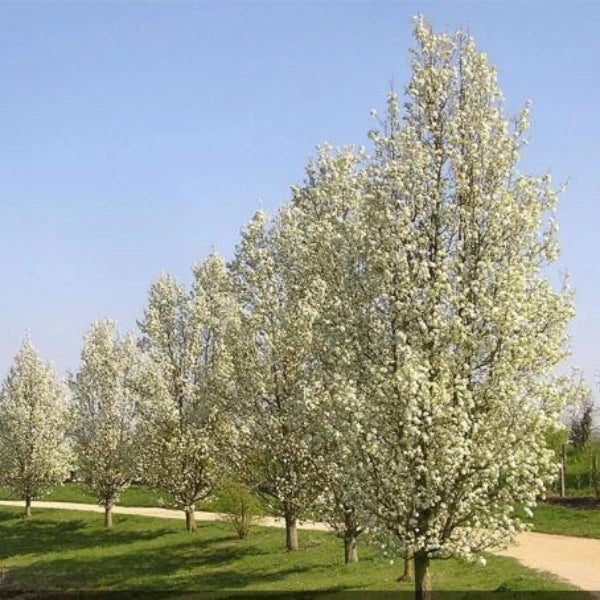 Cleveland Select Pear