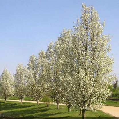 Cleveland Select Pear