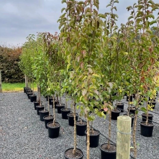Cleveland Select (Pyrus calleryana ‘Cleveland Select’) – Fast-growing ornamental pear with a narrow, upright shape, glossy green leaves and white spring flowers, ideal for screening and small sp