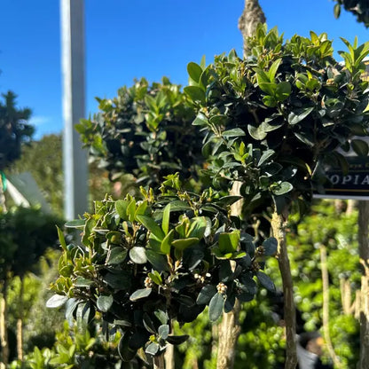 Topiary Cloud