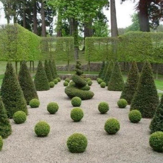 English Box Topiary Cone