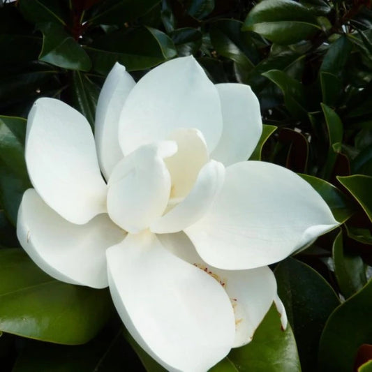 Magnolia Coolwyn Gloss